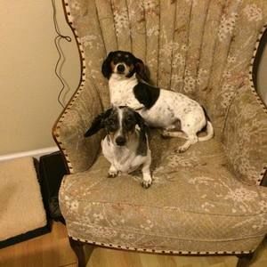 Meet your Posher, Priscilla